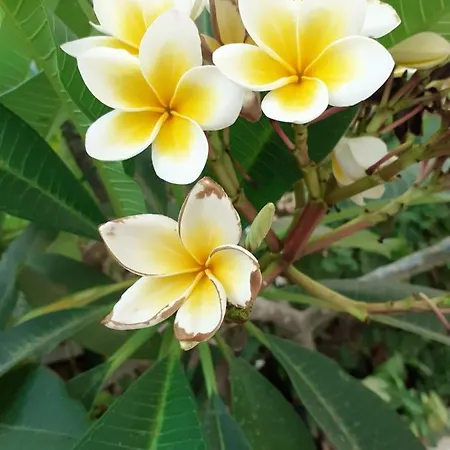 Diana 게스트하우스 4*