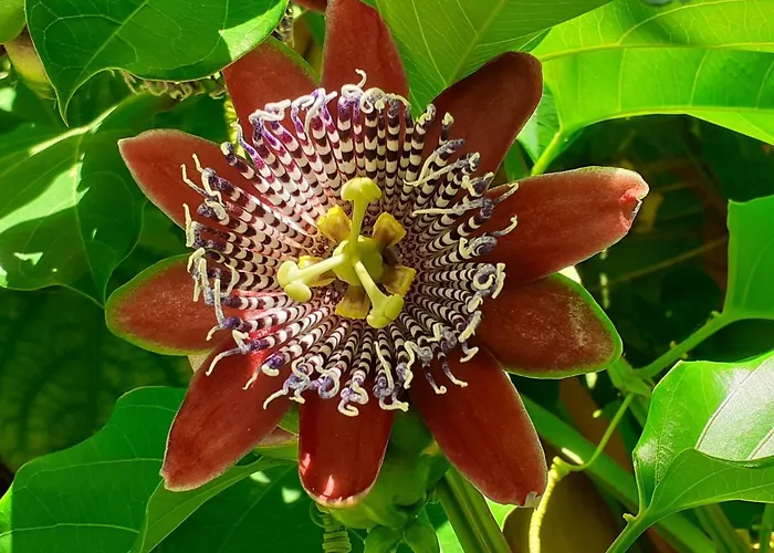 Diana Pensjonat Chania (Crete)