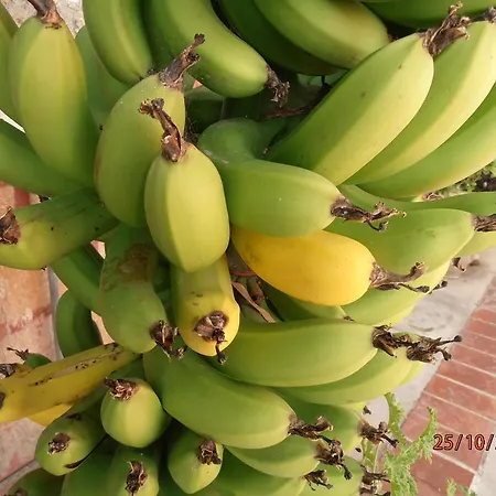 Diana Guest house 4*