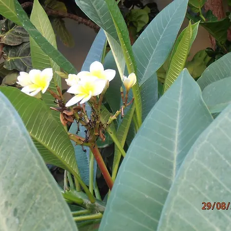 Diana 4* Chania (Crete)