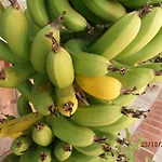 Diana Penzion 3*