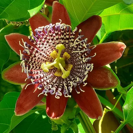 Diana Guest house Chania (Crete)